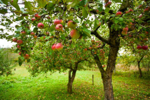 What You Must Know About Apple Trees